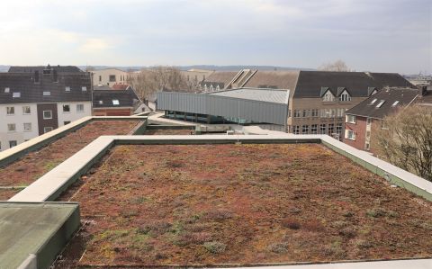 Dachbegrünung auf dem Ratinger Rathaus.